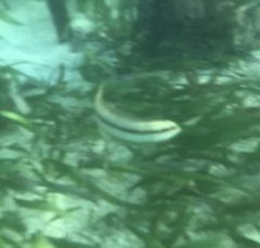 Halichoeres bivittatus