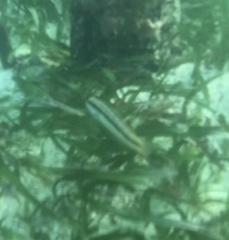 Halichoeres bivittatus