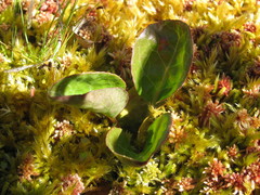 Pyrola asarifolia