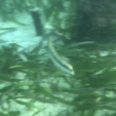 Halichoeres bivittatus