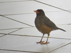 Turdus abyssinicus