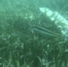 Halichoeres bivittatus