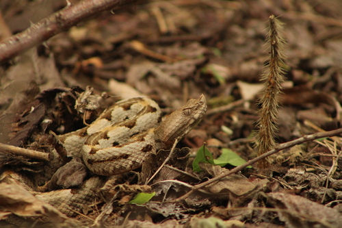 Dunn's Hognose Viper, Porthidium dunni
