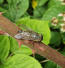 Tabanus autumnalis