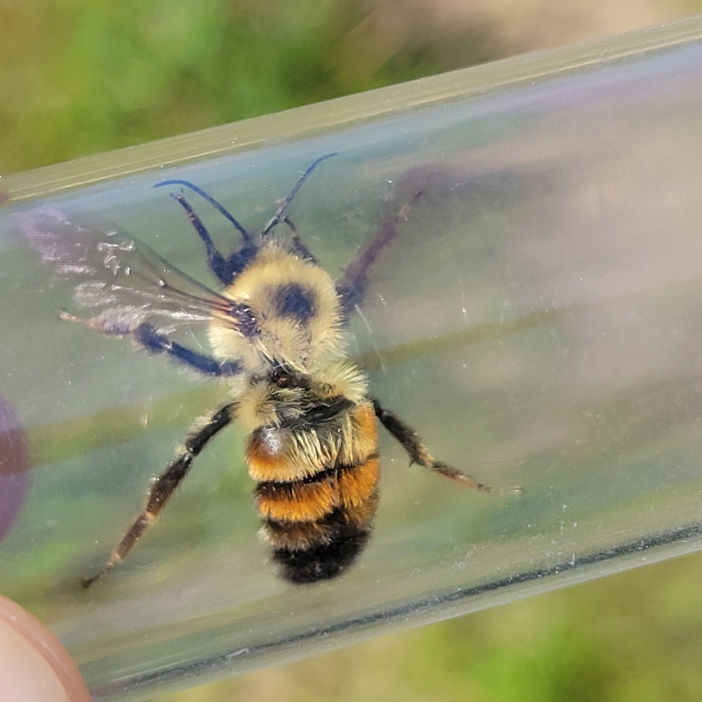 Two-spotted bumble bee (Bombus bimaculatus)
