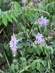 Indigofera tinctoria