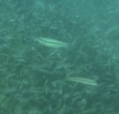 Halichoeres bivittatus