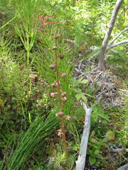 Pyrola asarifolia