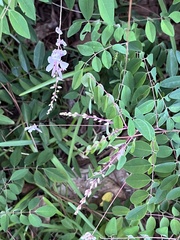 Indigofera tinctoria