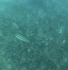 Halichoeres bivittatus