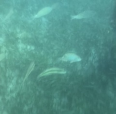 Halichoeres bivittatus