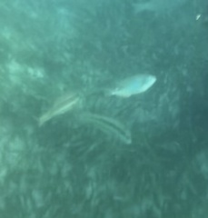 Halichoeres bivittatus