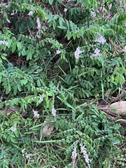 Indigofera tinctoria