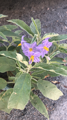 Solanum elaeagnifolium