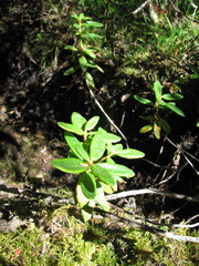 Rhododendron groenlandicum