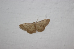 Idaea politaria