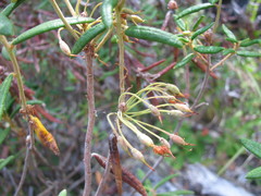 Rhododendron groenlandicum