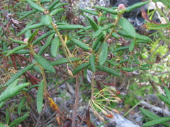 Rhododendron groenlandicum