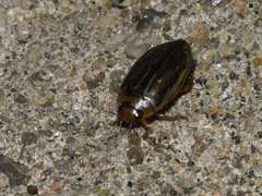 Coptotomus longulus lenticus