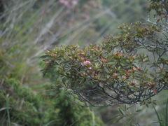 Rhododendron rubropilosum