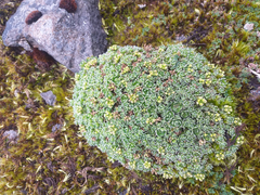 Draba aretioides