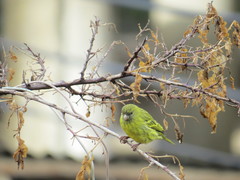 Crithagra citrinelloides