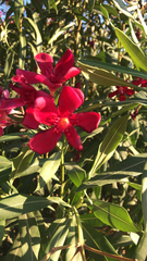 Nerium oleander