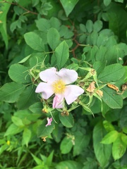 Rosa palustris