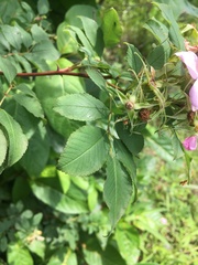 Rosa palustris