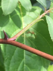 Rosa palustris