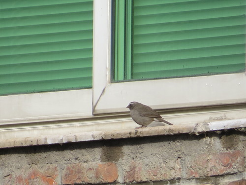 Brown-rumped Seedeater (Crithagra tristriata), photo 4