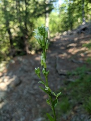 Borodinia missouriensis