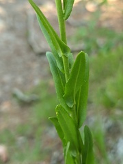 Borodinia missouriensis