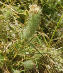 Trifolium angustifolium