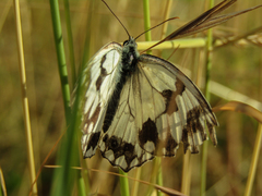 Melanargia lachesis