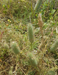 Trifolium angustifolium