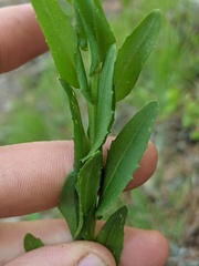 Borodinia missouriensis