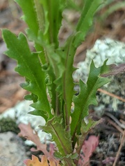 Borodinia missouriensis
