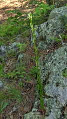 Borodinia missouriensis