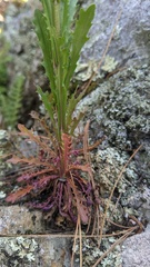 Borodinia missouriensis