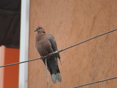 Streptopelia semitorquata
