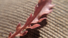 Borodinia missouriensis