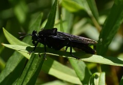 Mydas clavatus