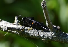 Mydas clavatus