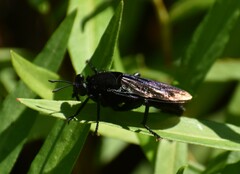 Mydas clavatus