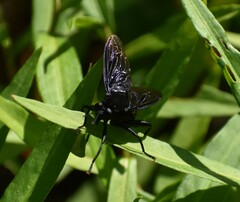 Mydas clavatus
