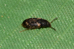 Mycetophagidae