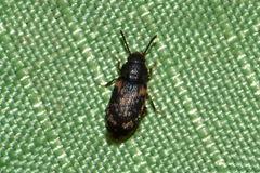 Mycetophagidae