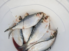 Sardinella