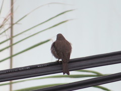 Crithagra tristriata